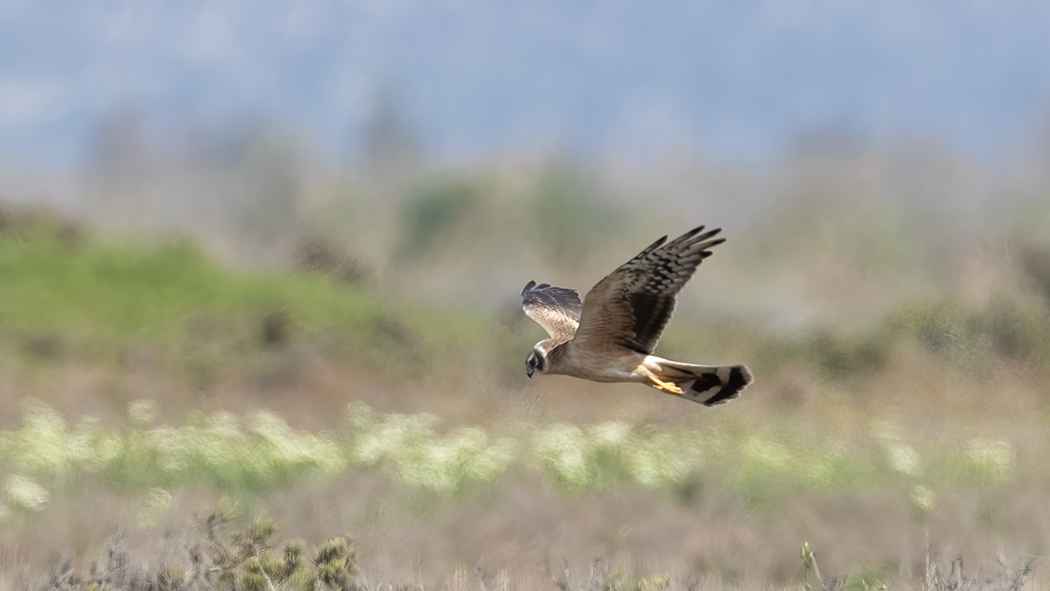 Pallid Harrier